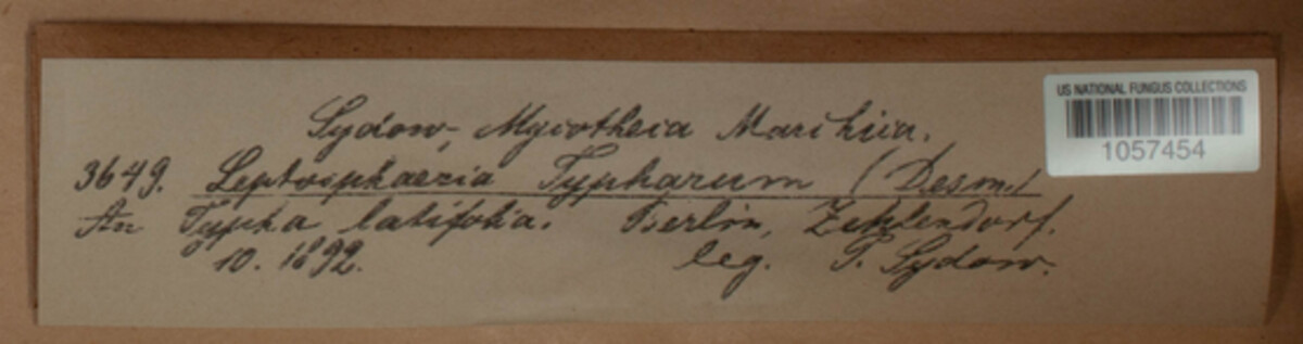Typhicola typharum image